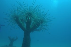 Lanzarote Dive Centre Museo Atlantico Hybrid Sculptures