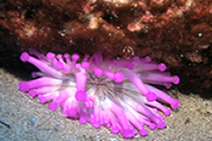 Lanzarote Dive Sites: the Blue Hole at Playa Chica