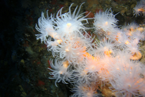 Lanzarote Dive Sites: the Orange Coral at Playa Chica