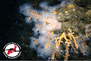 Lanzarote Dive Sites: Orange Coral