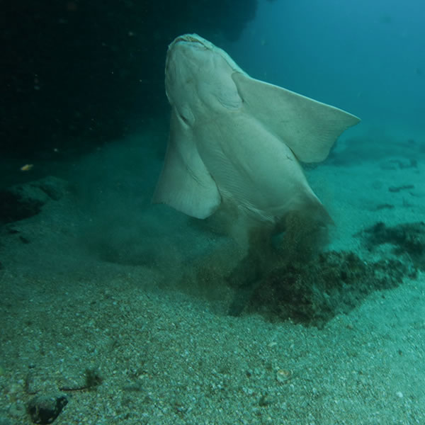 Diving with Angel Sharks in Lanzarote