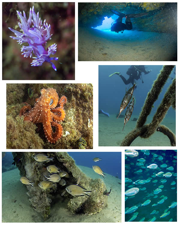 Lanzarote has diverse marine life 