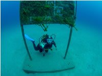 Lanzarote Dive Sites: the Blue Hole at Playa Chica